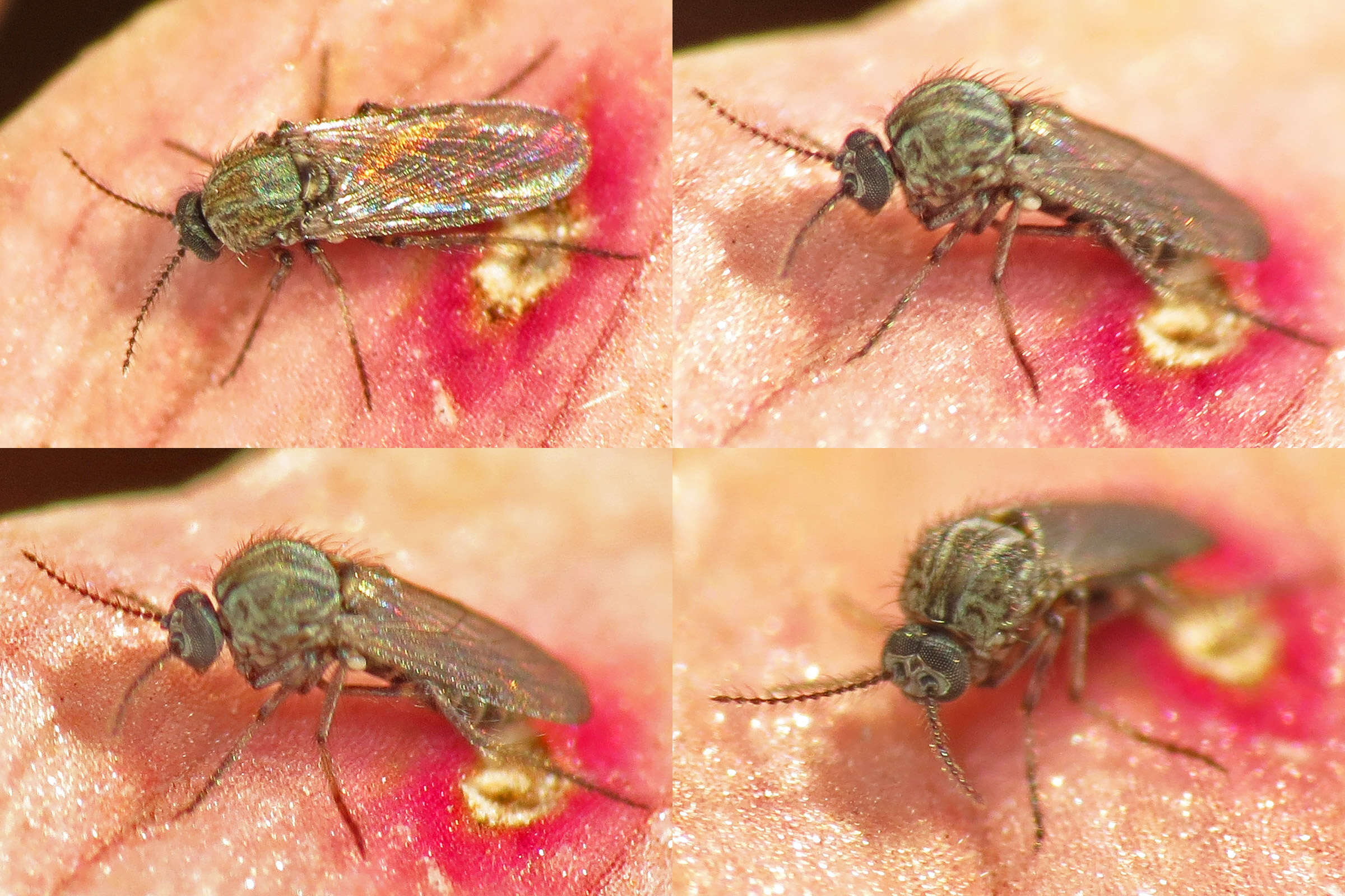 Image of biting midges