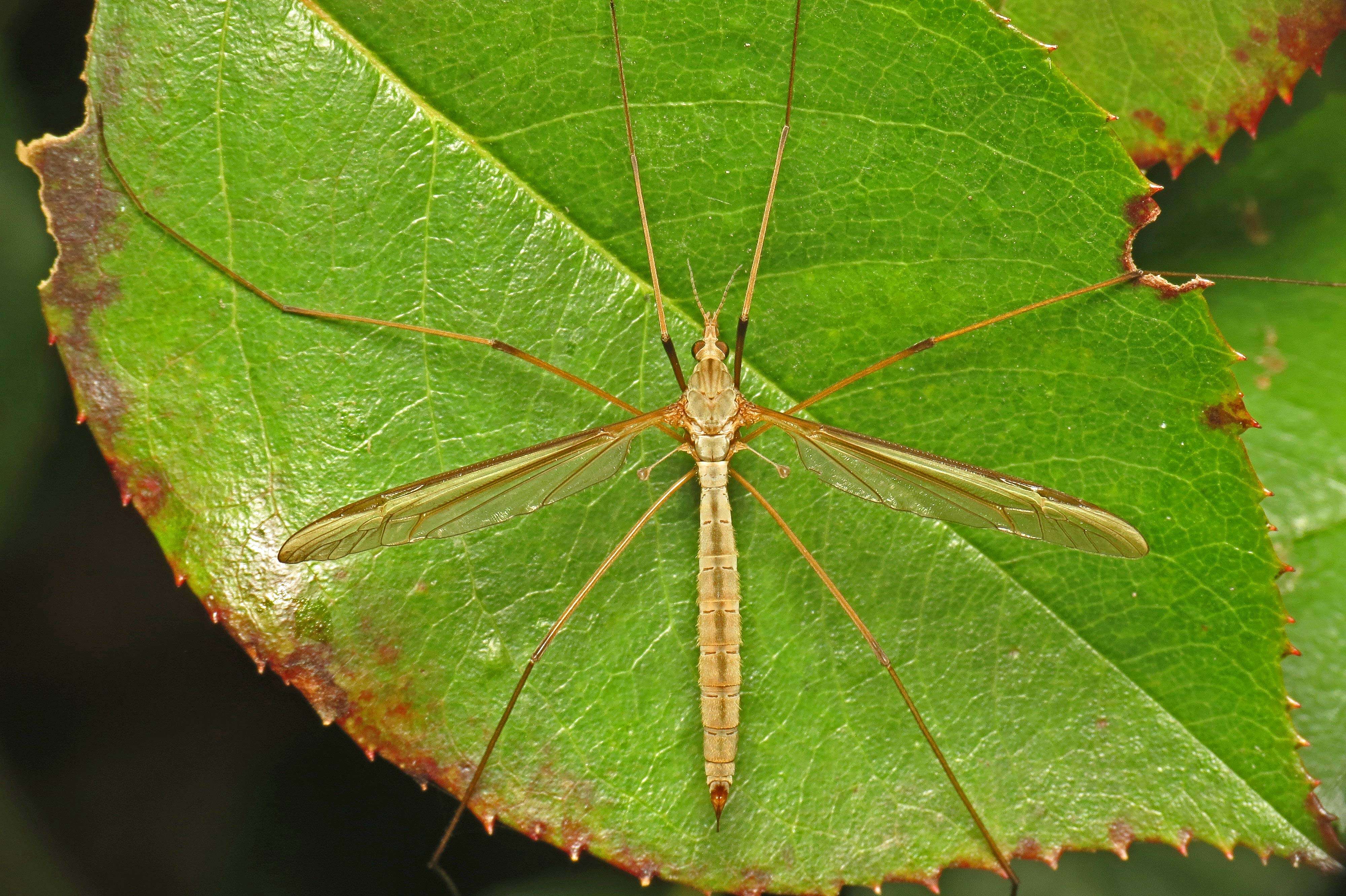 Image of Marsh crane fly