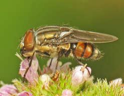 Stomorhina lunata (Fabricius 1805) resmi