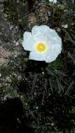 Image of common gum cistus