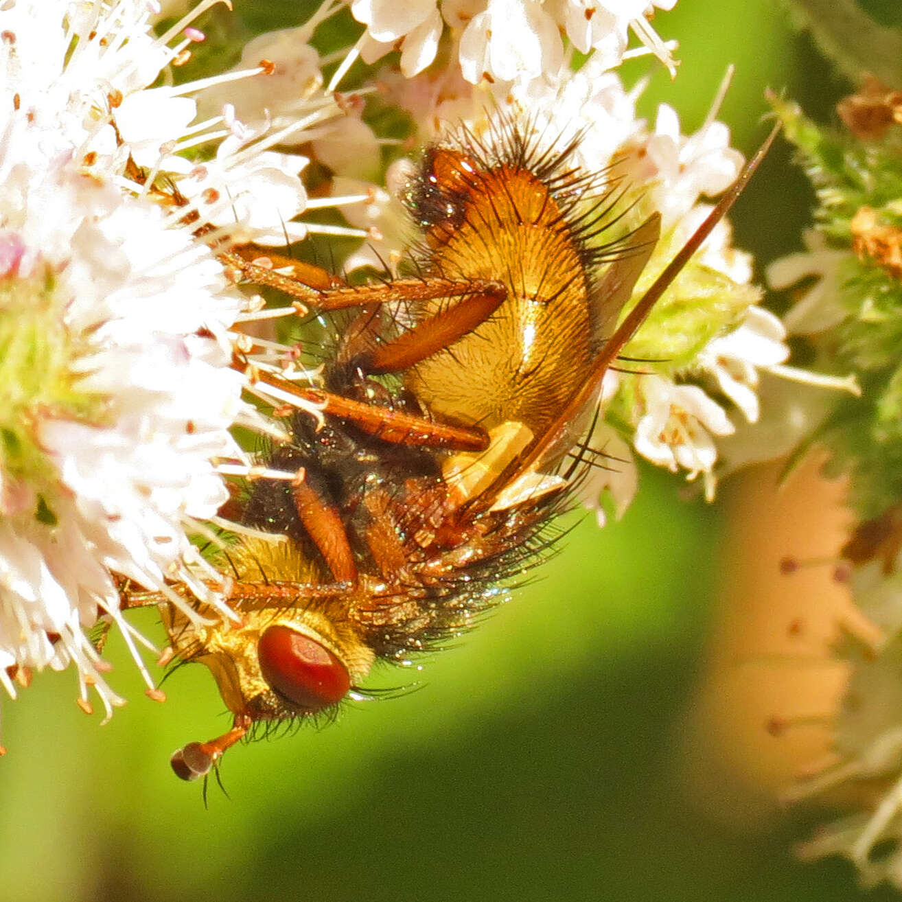 Image of Tachina fera (Linnaeus 1761)