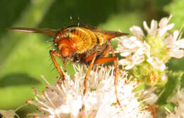 Image de Tachina fera (Linnaeus 1761)