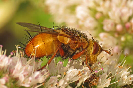 Image de Tachina fera (Linnaeus 1761)