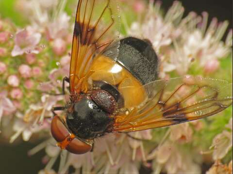 Image of gread pied hoverfly