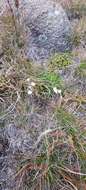 Image de Gentianella muelleriana subsp. alpestris (L. G. Adams) Glenny