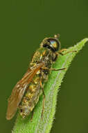 Image of Soldier fly