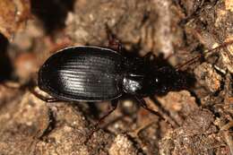 Image de Calathus (Amphyginus) rotundicollis Dejean 1828