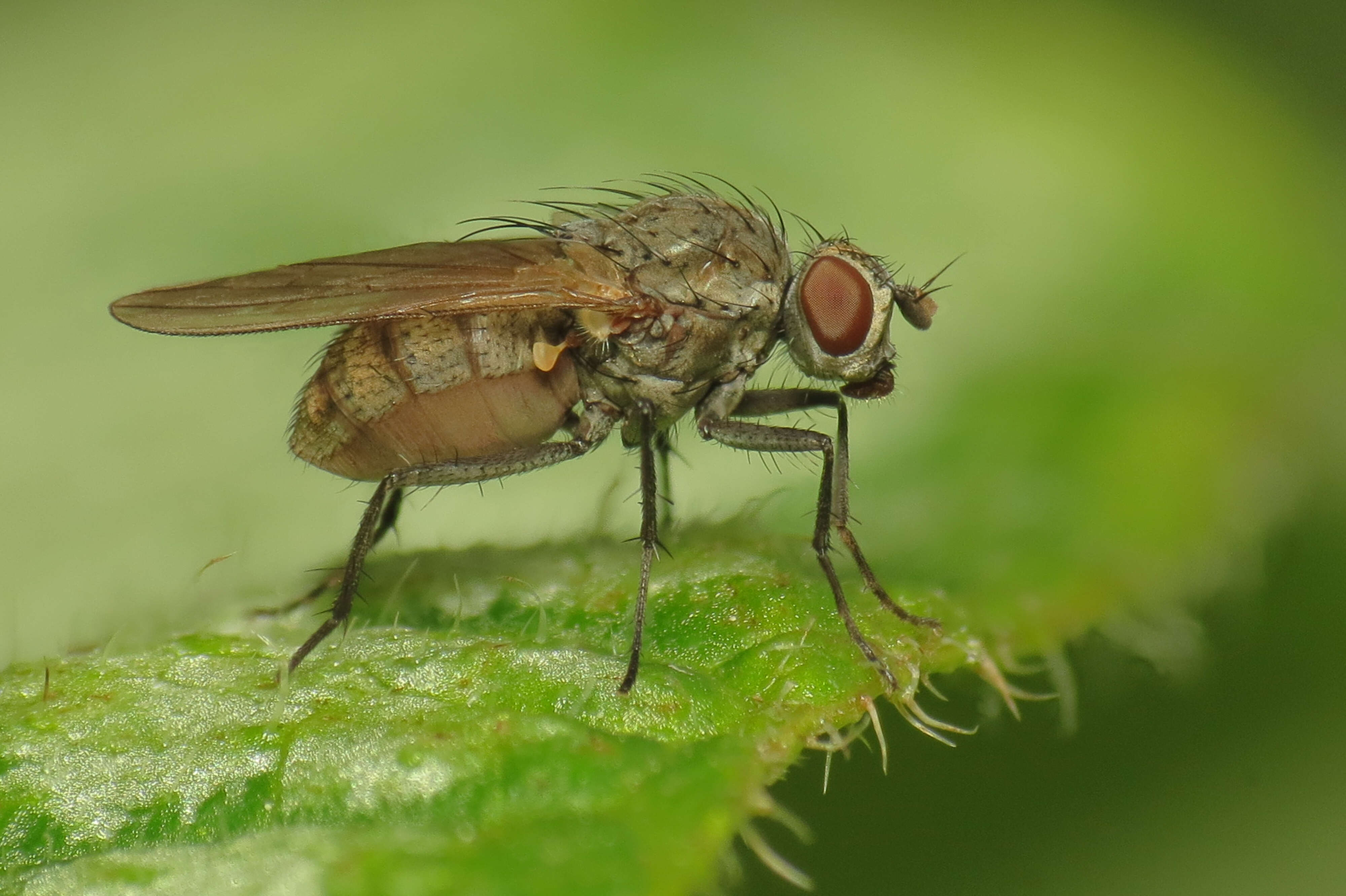 Image of root-maggot flies