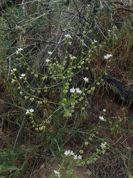 Plancia ëd Hackelia diffusa var. arida (Piper) R. L. Carr