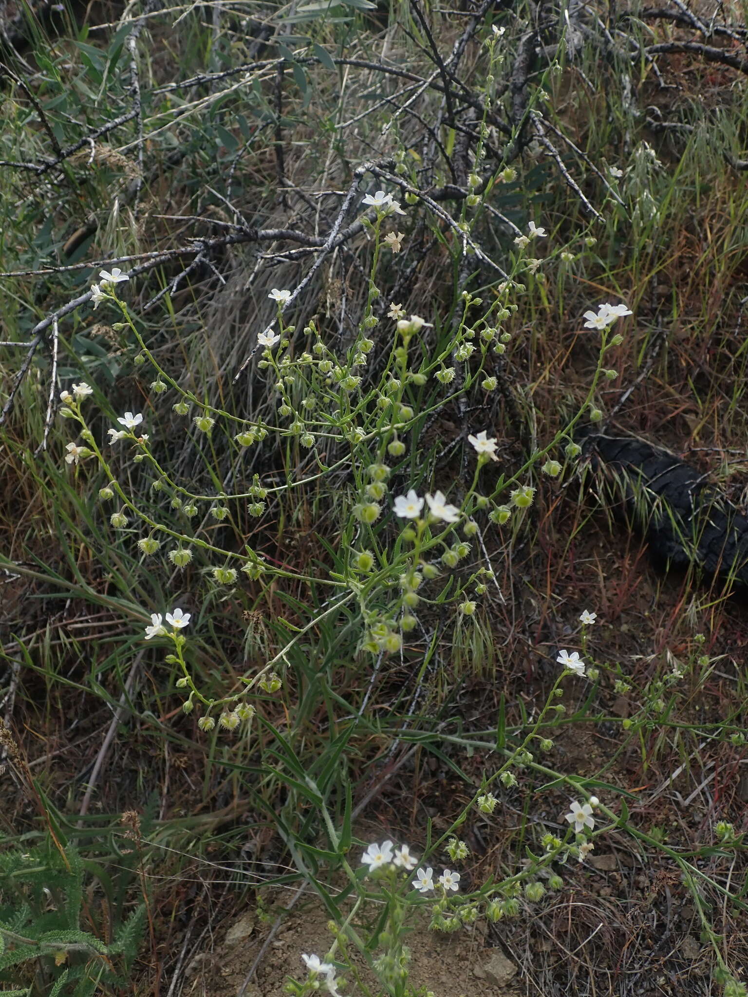 Hackelia diffusa var. arida (Piper) R. L. Carr resmi