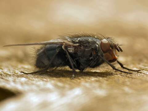 Image of Blue blowfly