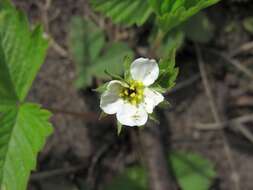 Image of woodland strawberry