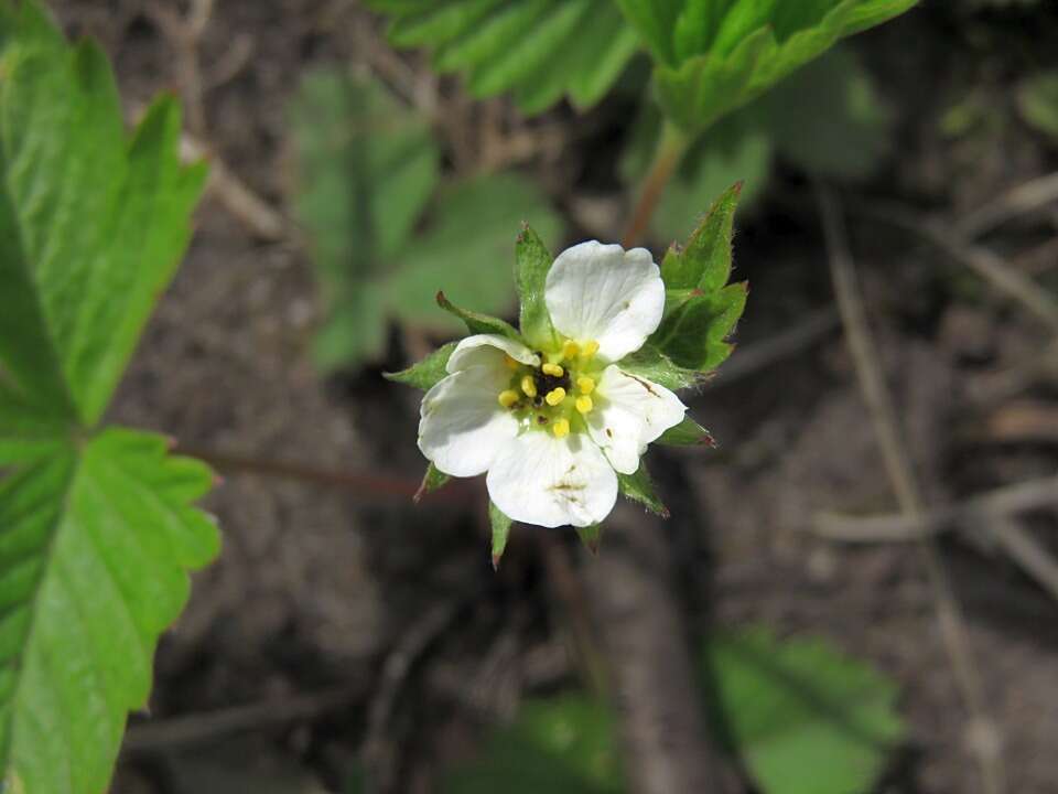 Image of woodland strawberry