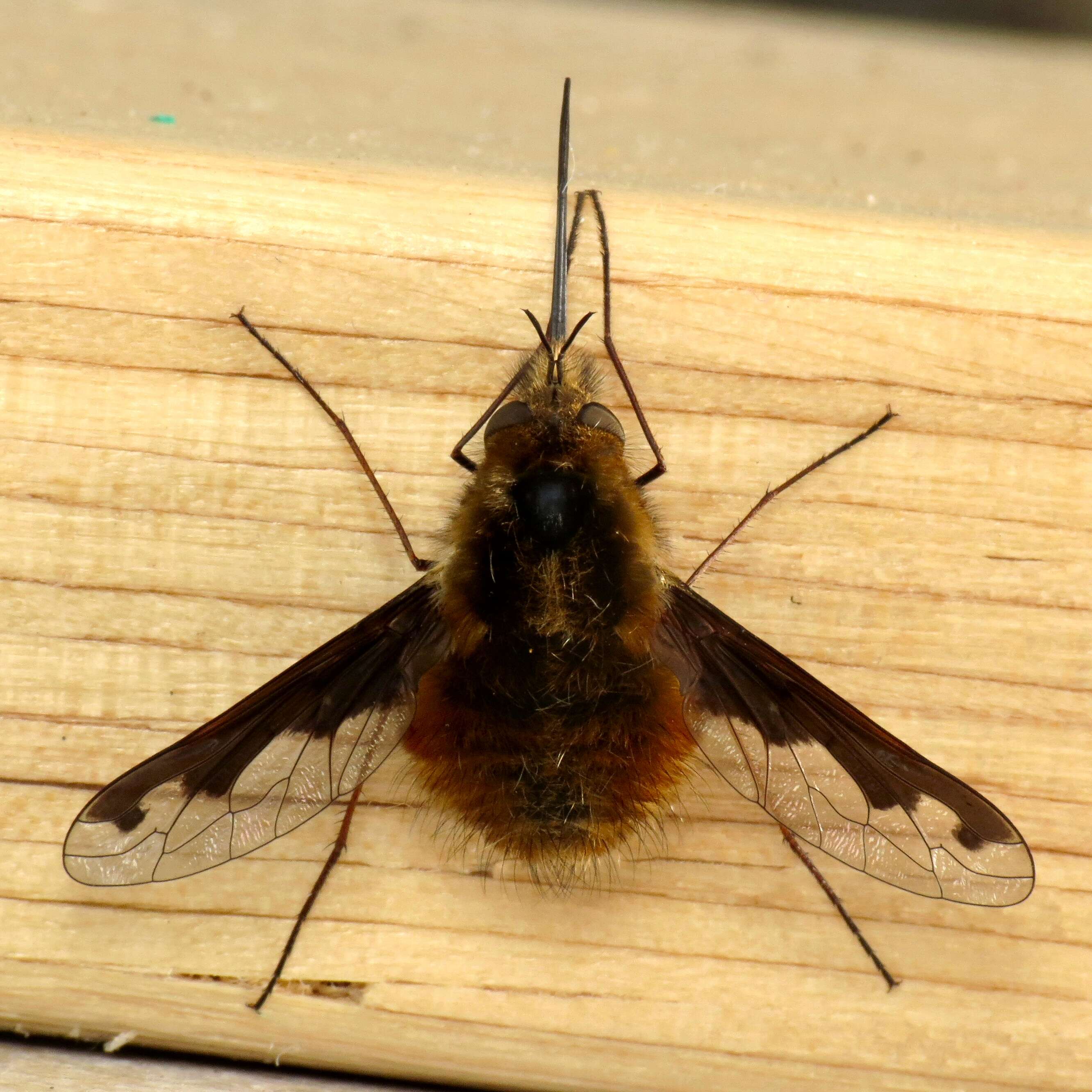 Image of Large bee-fly