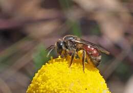 Lasioglossum hiltacum (Smith 1853)的圖片