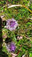 Слика од Saussurea graminifolia Wall.