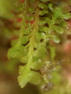 Image of Diplophyllum taxifolium (Wahlenb.) Dumort.