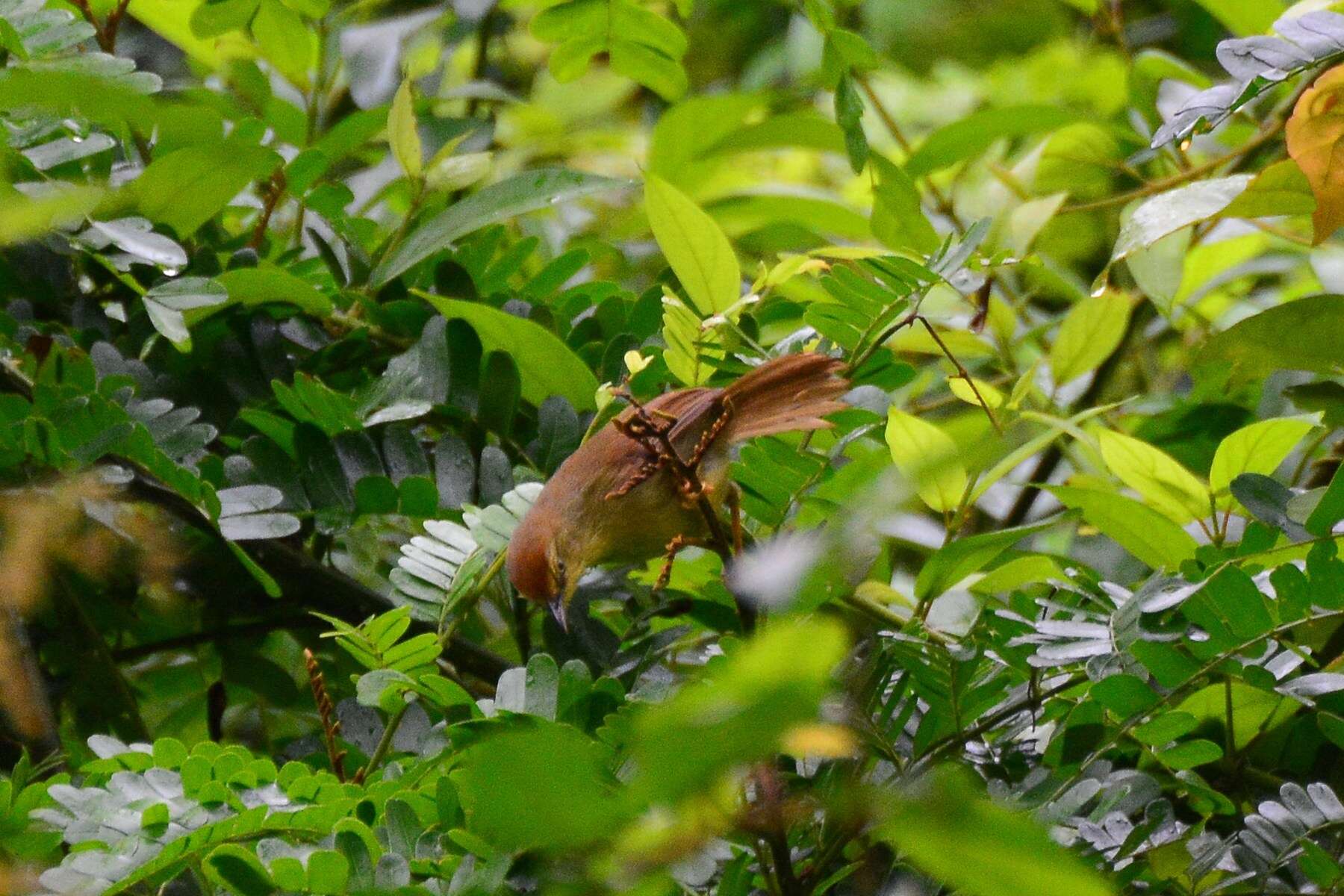 Image of Pin-striped Tit-Babbler