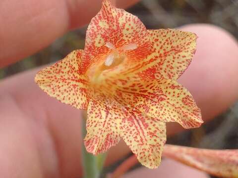 Image of Gladiolus emiliae L. Bolus