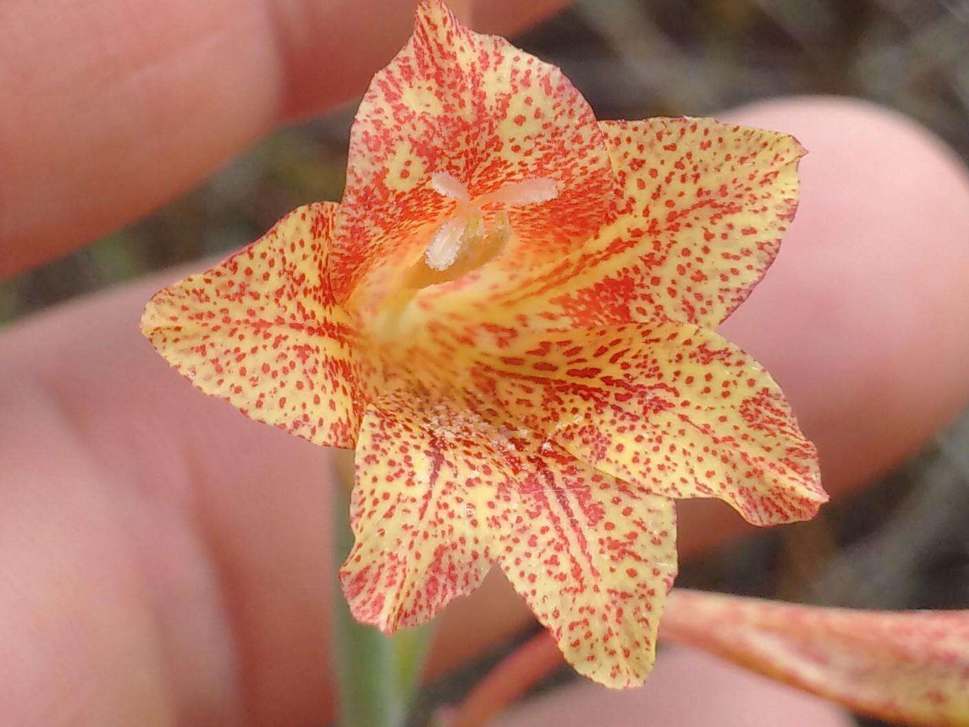 Слика од Gladiolus emiliae L. Bolus