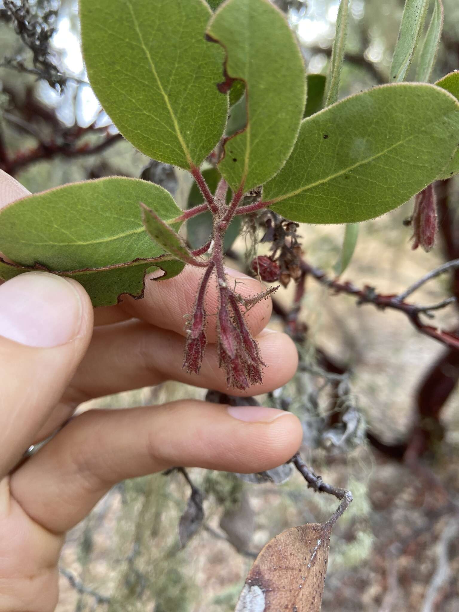 Image of Monterey manzanita