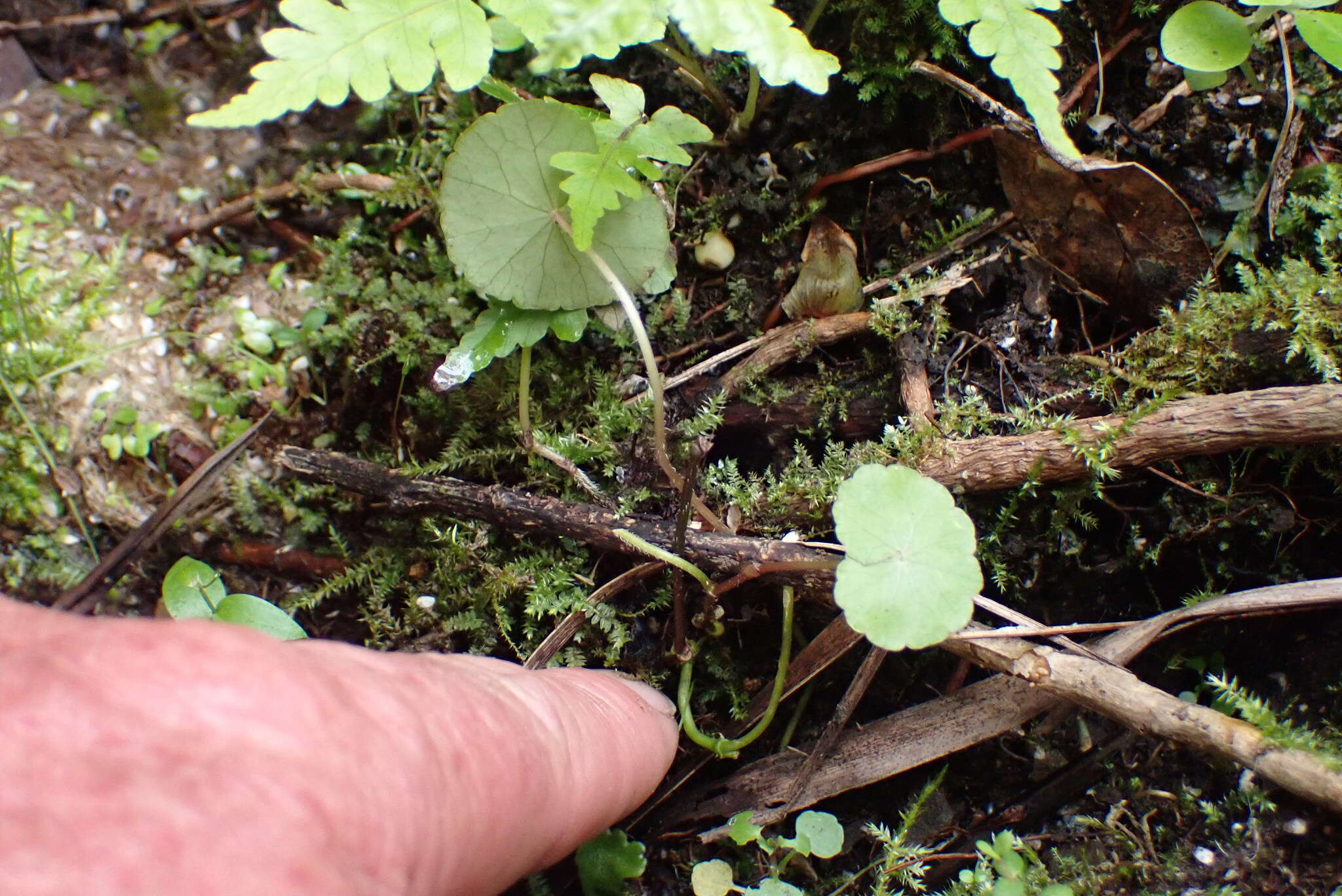 Imagem de Hydrocotyle leucocephala Cham. & Schltdl.