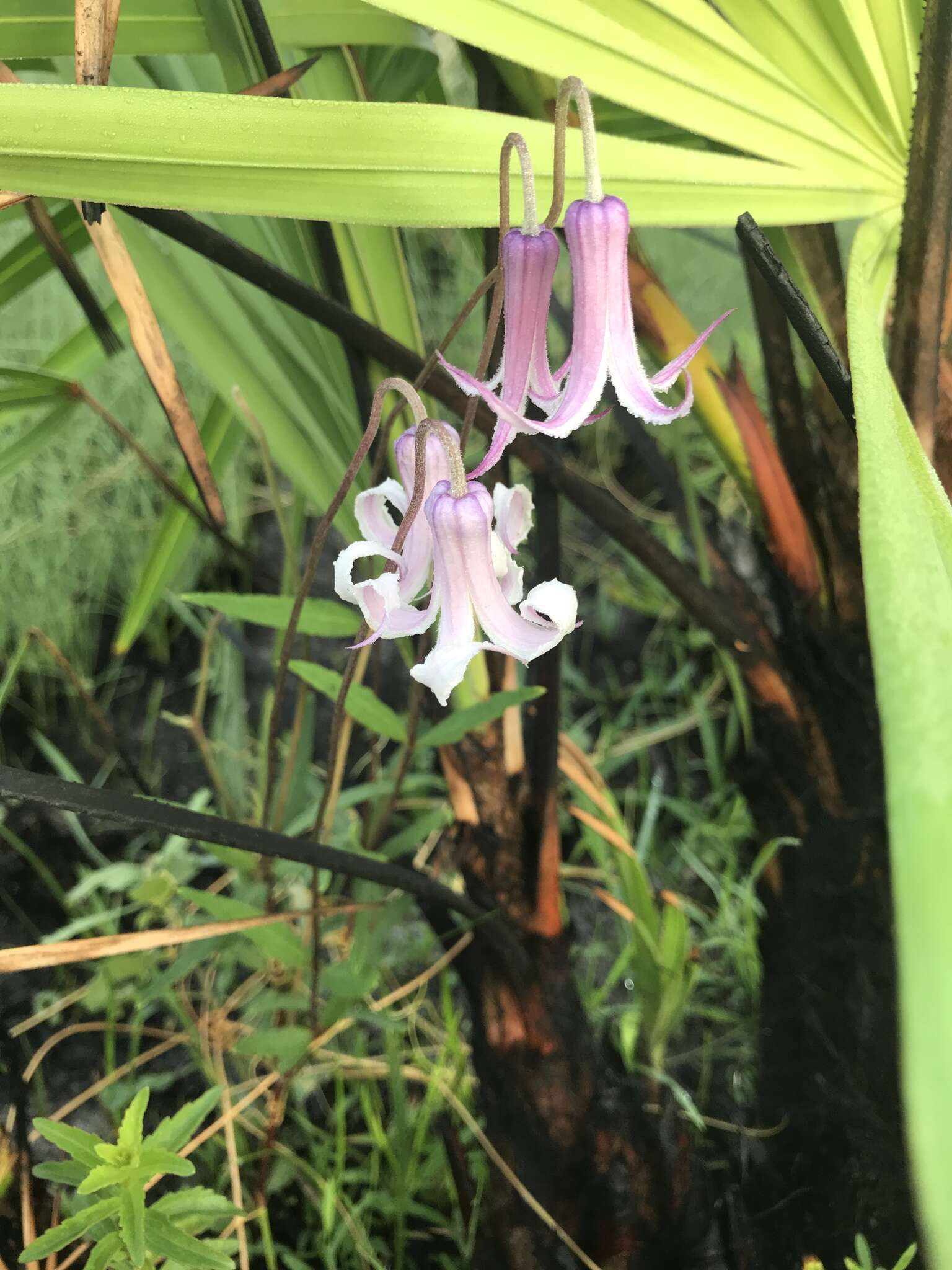 Image of Baldwin's Clematis