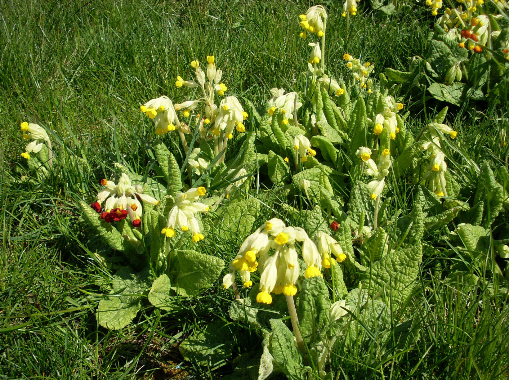 Image of Cowslip