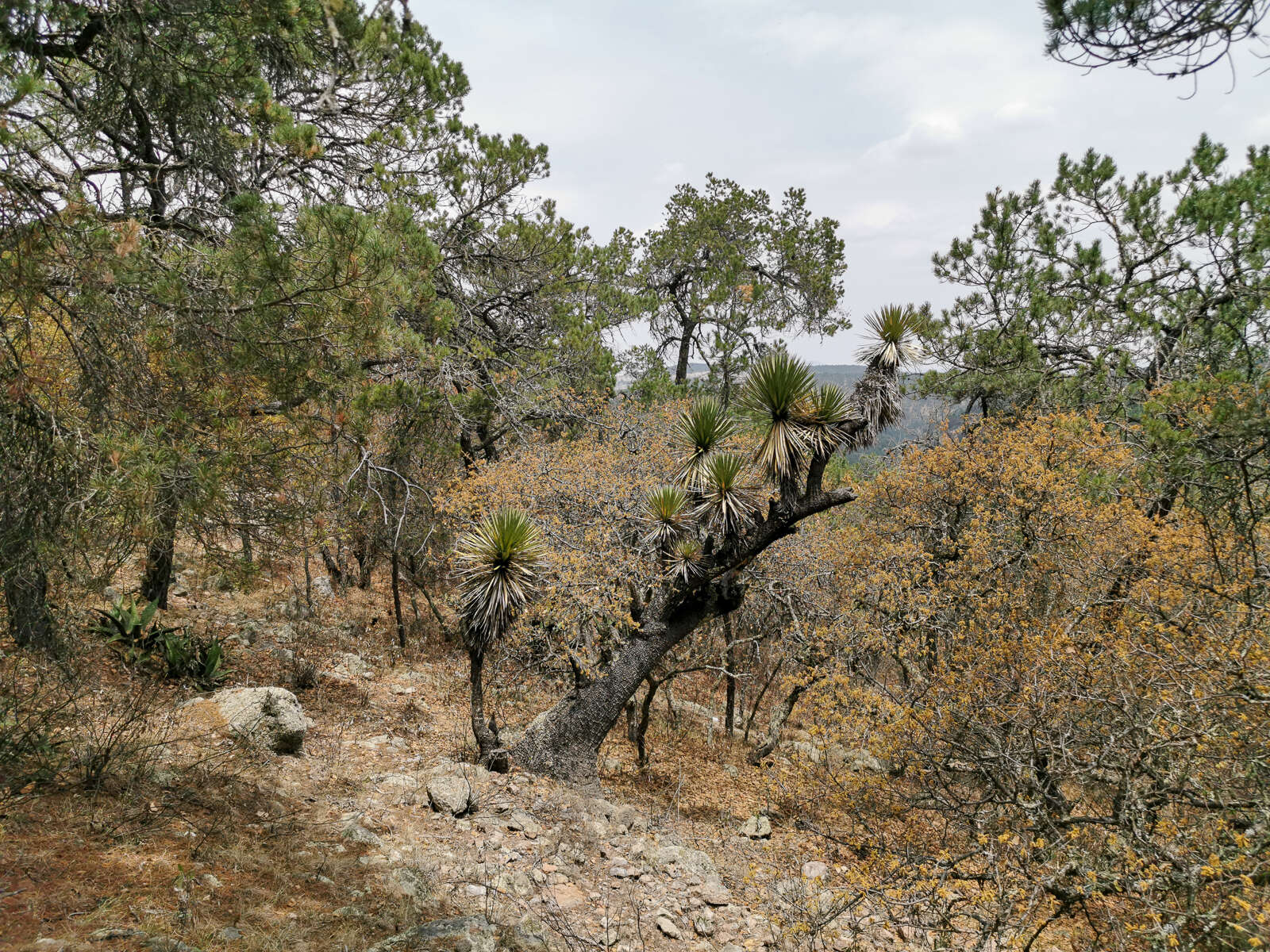 Image of Yucca decipiens Trel.