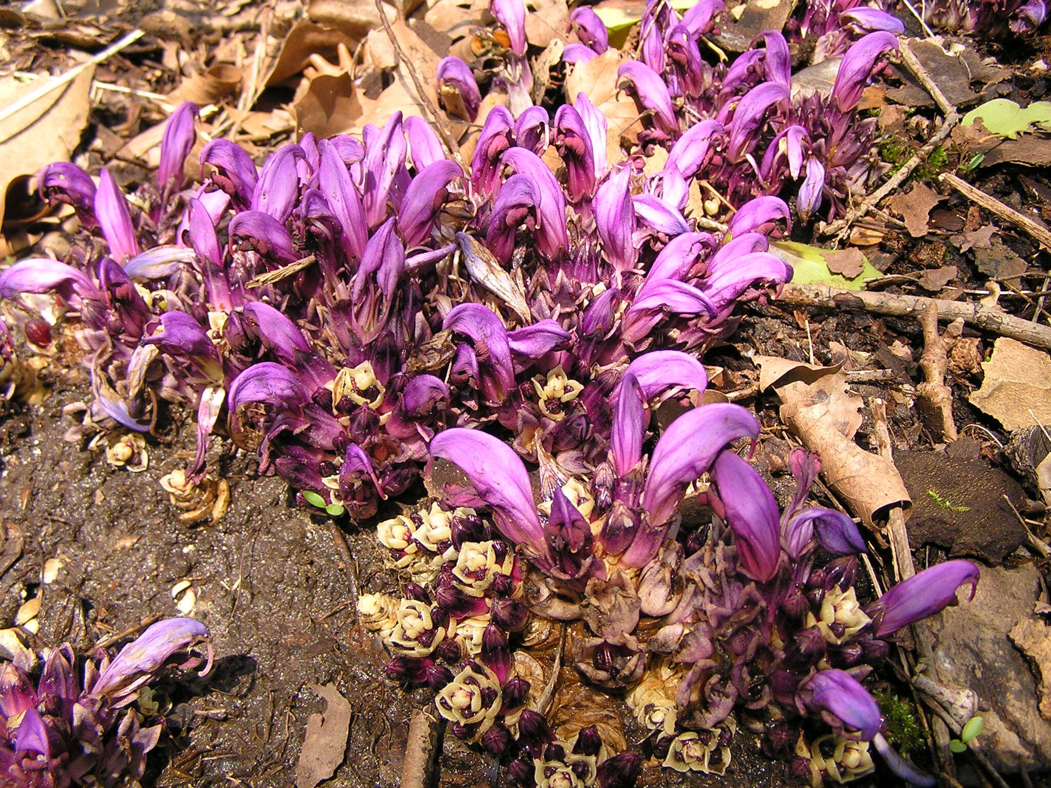 Image of Lathraea clandestina L.