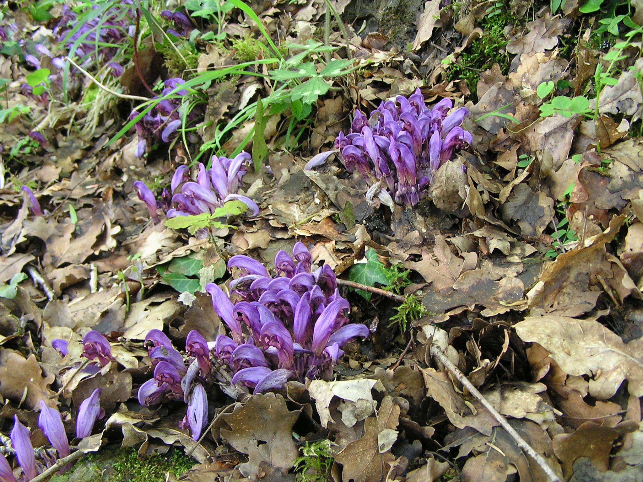 Image of Lathraea clandestina L.