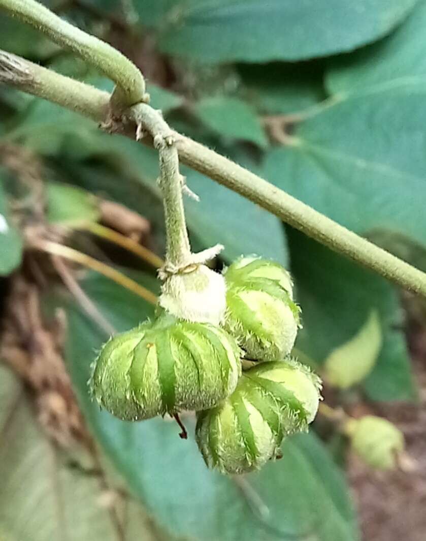 Image of Dalechampia meridionalis Müll. Arg.