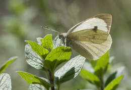 Image of cabbage butterfly