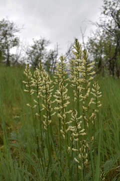 Image of Palouse milkvetch