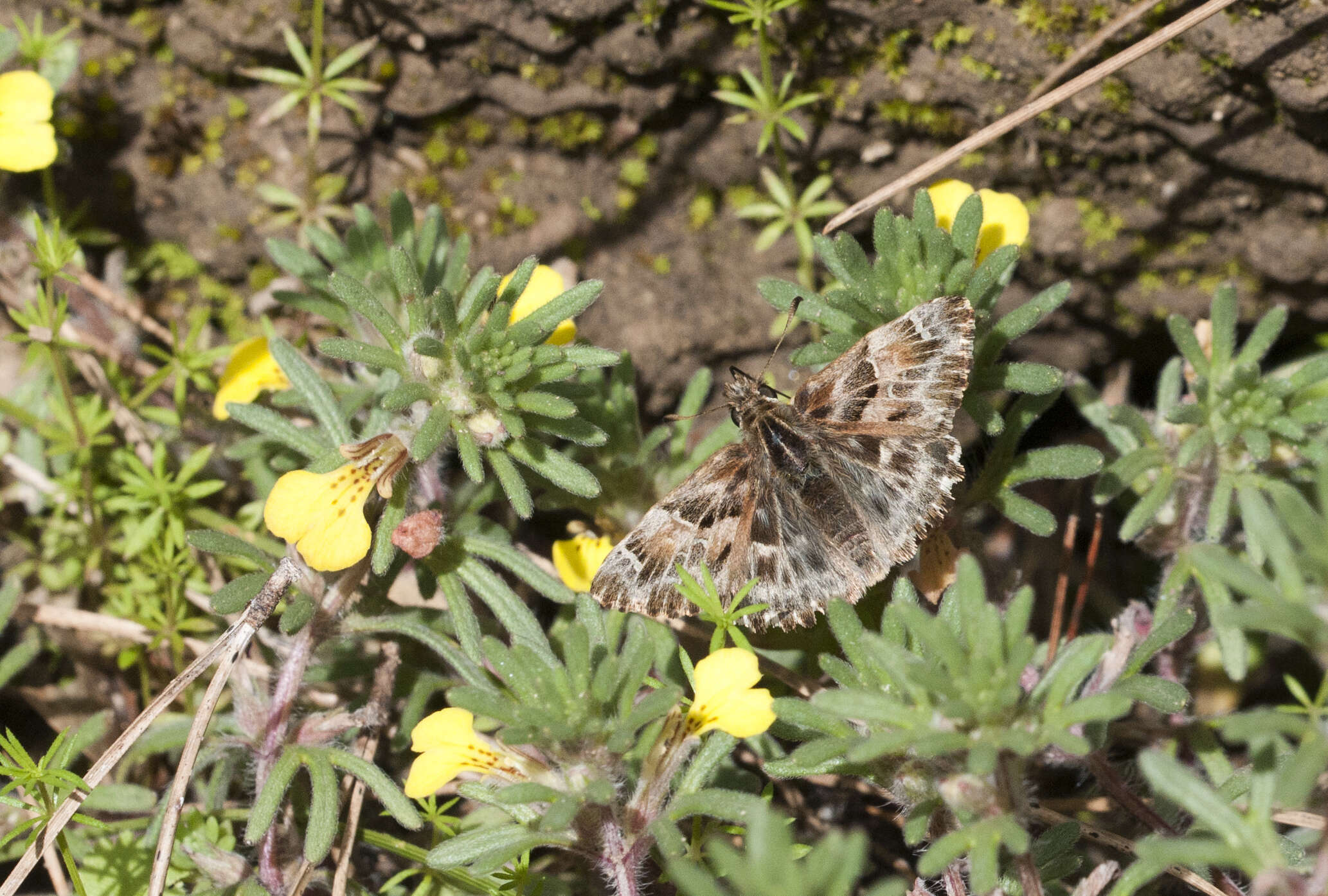 Image of Mallow Skipper