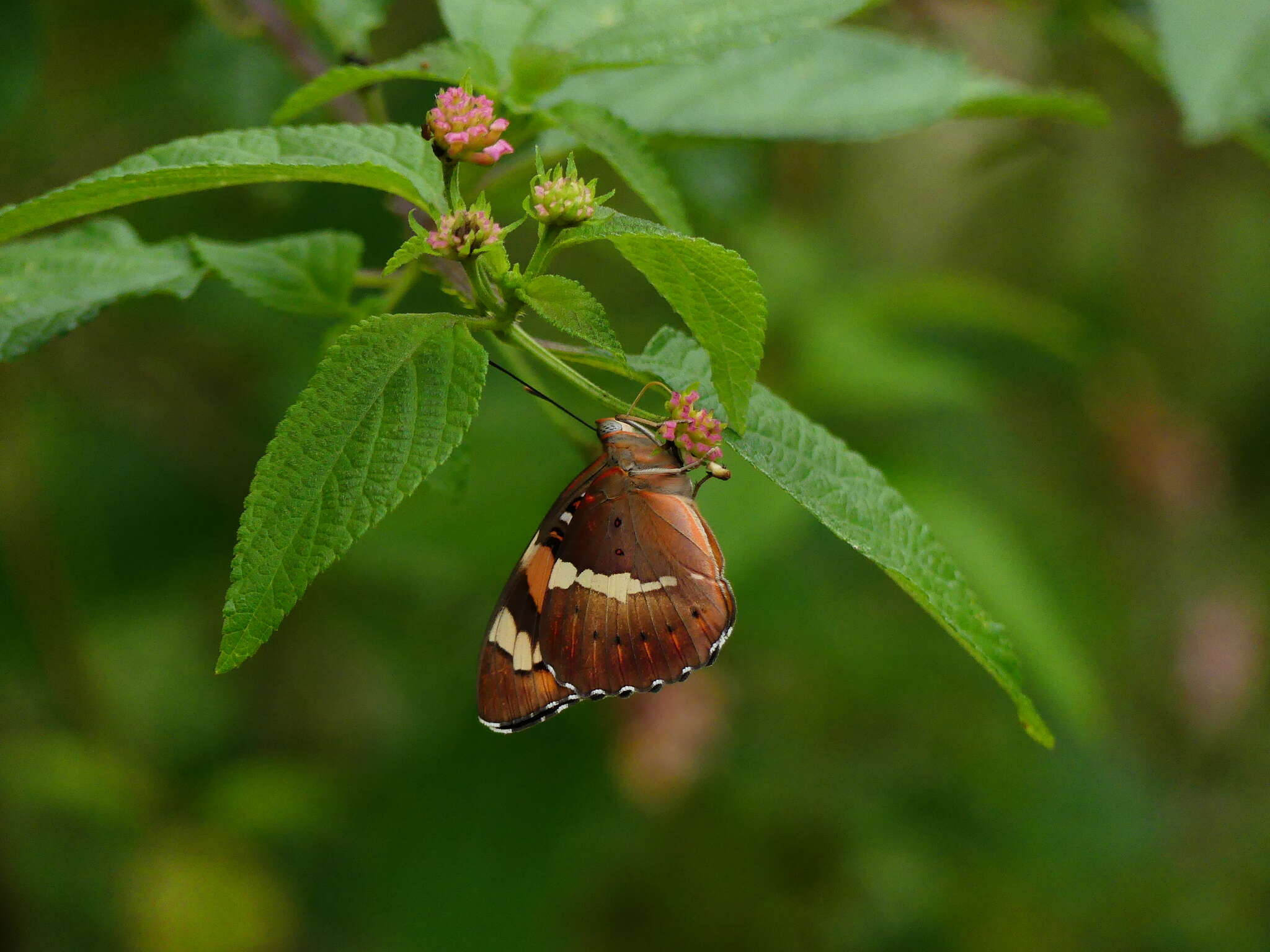 Image of Euthalia nais