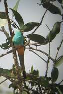 Image of Golden-shouldered Parrot