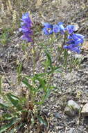 Image of blue penstemon