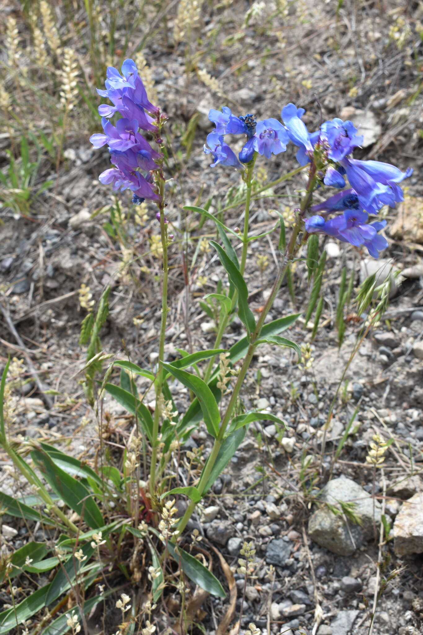 Image of blue penstemon