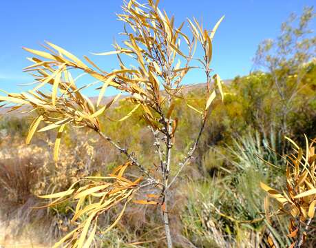 Image of Callistemon lanceolatus (Sm.) Sweet