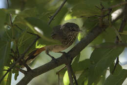 Image of Curruca subcoerulea orpheana (Clancey 1954)