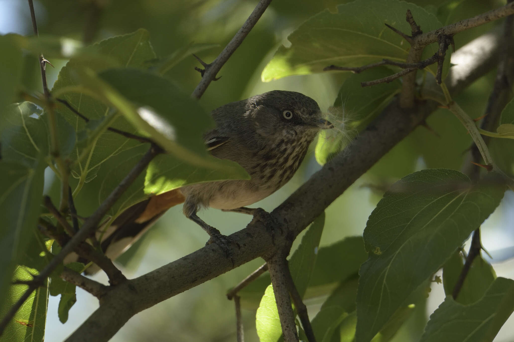 Image of Curruca subcoerulea orpheana (Clancey 1954)