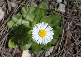 Bellis sylvestris Cyr. resmi