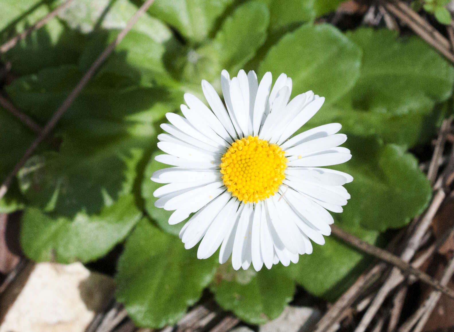 Bellis sylvestris Cyr. resmi