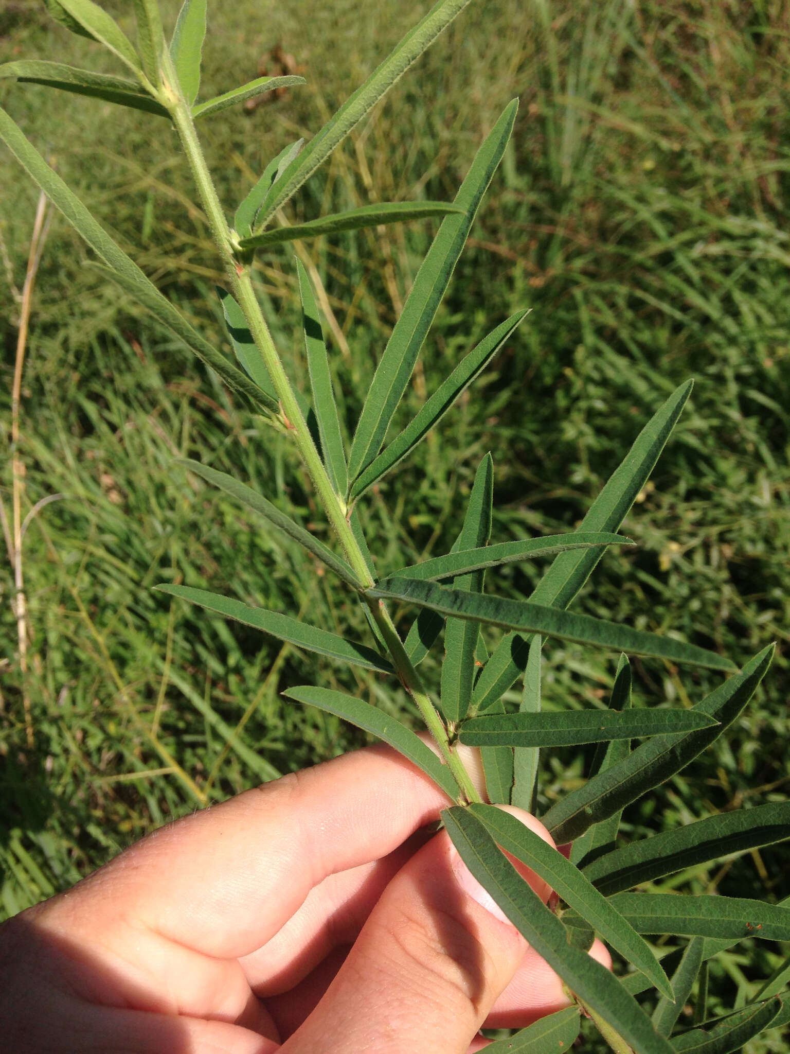 Imagem de Desmodium sessilifolium Torr. & A. Gray