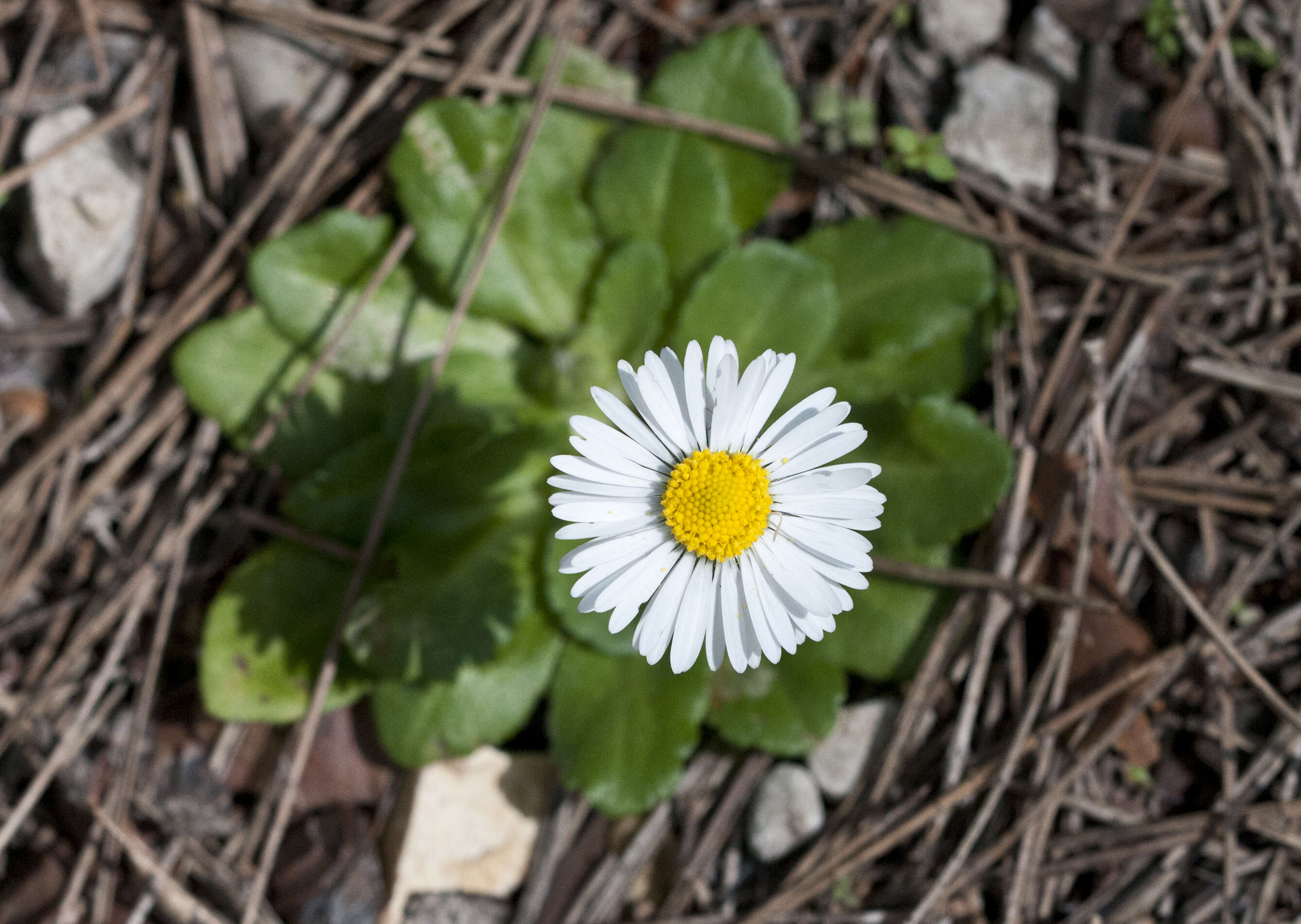 Bellis sylvestris Cyr. resmi