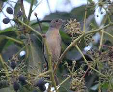 Image of Virginia's Warbler