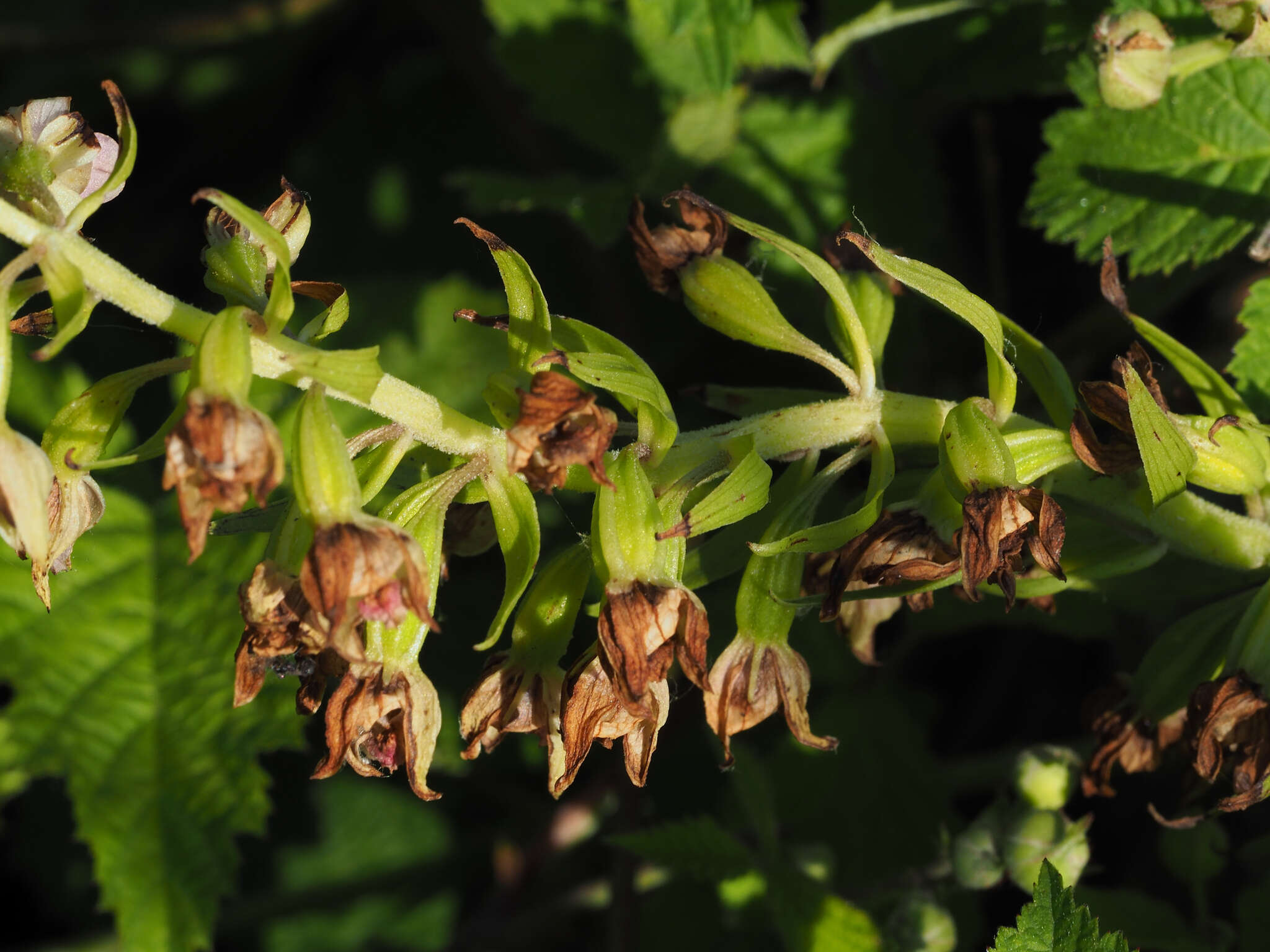 Imagem de Epipactis bugacensis subsp. rhodanensis (Gévaudan & Robatsch) Wucherpf.