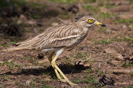 Image of Eurasian Stone-curlew