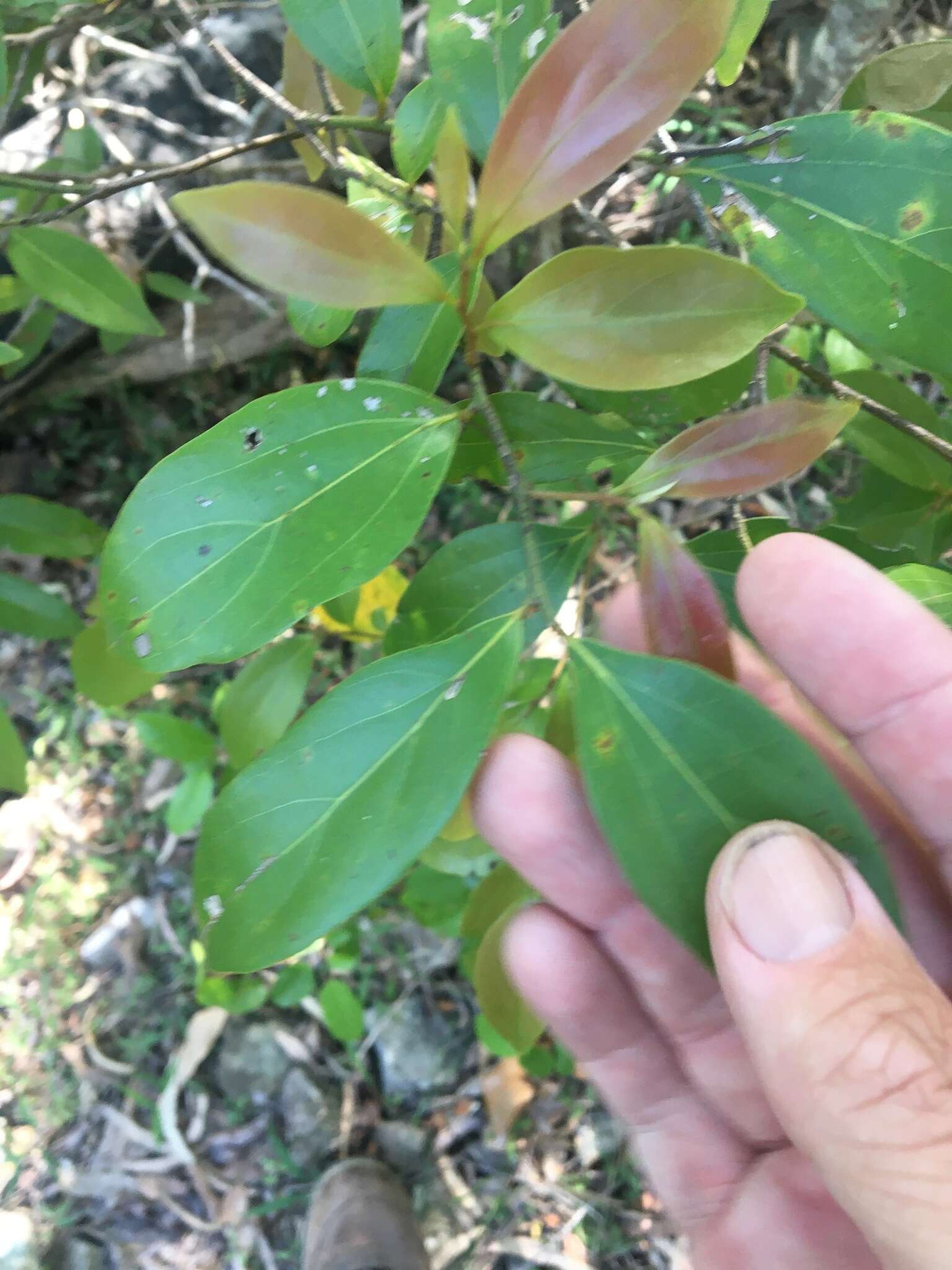 Image of Cryptocarya triplinervis R. Br.